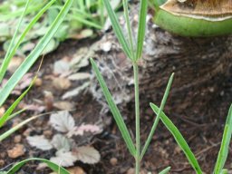 Aspidoglossum biflorum leaves